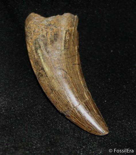 tyrannosaurus tooth for sale.